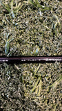 Titliest TSR1  DRIVER 10 Deg – STIFF (NEW – Left)